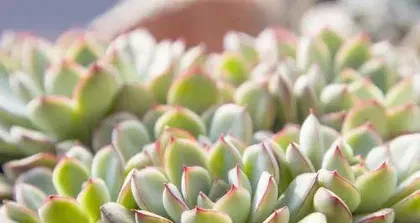 What are the benefits of growing succulents, "The Benefits and Care of Succulent Plants" 3