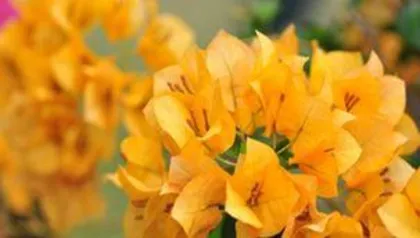 Why  wintersweet Can