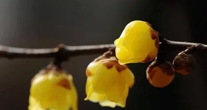 Why  wintersweet Can