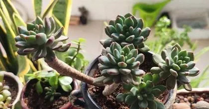 什么多肉植物最好养？,最适合新手养护的多肉植物盘点2