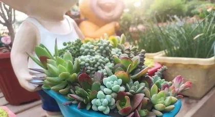 什么多肉植物最好养？,最适合新手养护的多肉植物盘点3