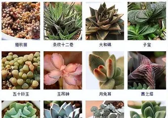 What are the characteristics of succulents?, unique charm and care guide 1