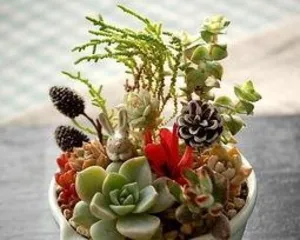 What are the characteristics of succulents?, unique charm and care guide 3