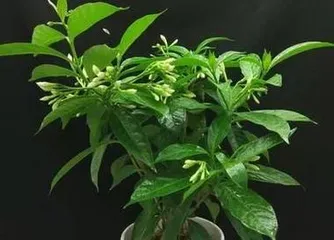 A Guide to Winter Care for Lilacs (A Comprehensive Analysis of Winter Maintenance Tips for Lilacs) 1