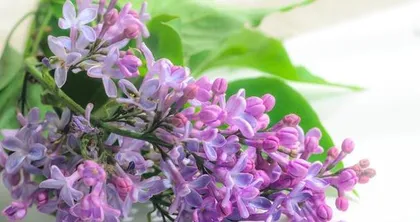 A Guide to Winter Care for Lilacs (A Comprehensive Analysis of Winter Maintenance Tips for Lilacs) 2
