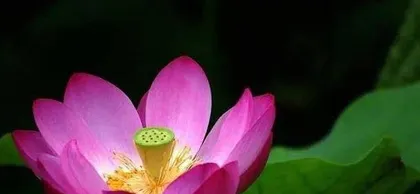 Unveiling the Sunlight Preference of Thick-Skinned Flowers (Exploring Their Growth Patterns, Deciphering Their Care Techniques) 1