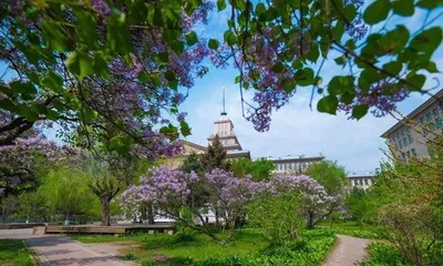 A Guide to Winter Care for Lilacs (A Comprehensive Analysis of Winter Maintenance Tips for Lilacs) 3