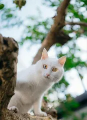 Unveiling the Sunlight Preference of Thick-Skinned Flowers (Exploring Their Growth Patterns, Deciphering Their Care Techniques) 2