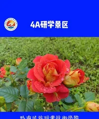 Unveiling the Sunlight Preference of Thick-Skinned Flowers (Exploring Their Growth Patterns, Deciphering Their Care Techniques) 3