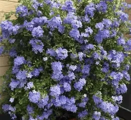 How to Help Blue Snowflake Survive the Winter? (From Growing Environment to Care Details, Helping You Easily Handle Winter Care for Blue Snowflake) 1