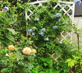 How to Help Blue Snowflake Survive the Winter? (From Growing Environment to Care Details, Helping You Easily Handle Winter Care for Blue Snowflake) 2