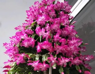 When Does the Christmas Cactus Bloom? Uncovering Its Twice-a-Year Flowering Period and Care Tips