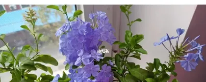 How to Help Blue Snowflake Survive the Winter? (From Growing Environment to Care Details, Helping You Easily Handle Winter Care for Blue Snowflake) 3