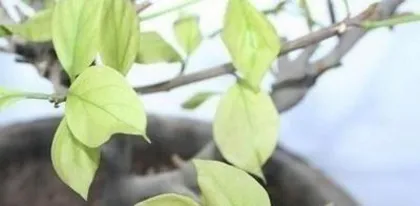 Why are the Bougainvillea leaves yellow, "Analysis of Yellow Leaves and Care Guide for Bougainvillea" 1