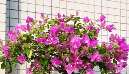 Why are the Bougainvillea leaves yellow, "Analysis of Yellow Leaves and Care Guide for Bougainvillea" 2