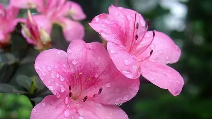 How to water and fertilize azaleas during flowering? A key guide to flowering care 1