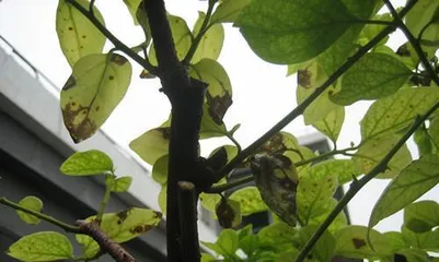 Why are the Bougainvillea leaves yellow, "Analysis of Yellow Leaves and Care Guide for Bougainvillea" 3