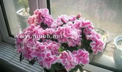 How to water and fertilize azaleas during flowering? A key guide to flowering care 2