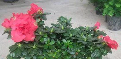 How to water and fertilize azaleas during flowering? A key guide to flowering care 3