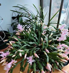 蟹爪兰为什么不开花,养护要点全攻略”1