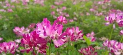 紫云英怎么种植,从选种到养护的实用指南1