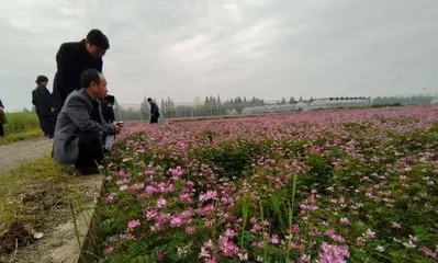 紫云英怎么种植,从选种到养护的实用指南2