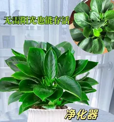 How to care for Philodendron Imperial Green in winter (care tips and precautions) 1