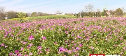 紫云英怎么种植,从选种到养护的实用指南3