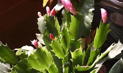 蟹爪兰为什么不开花,养护要点全攻略”3