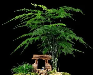 文竹叶子发黄怎么办,“文竹叶子发黄原因及全面养护攻略”1