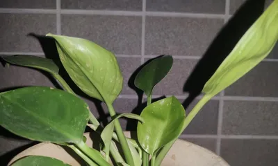 How to care for Philodendron Imperial Green in winter (care tips and precautions) 2