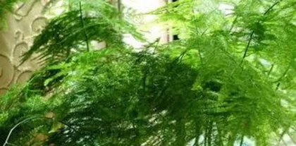 文竹叶子发黄怎么办,“文竹叶子发黄原因及全面养护攻略”2