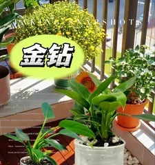 How to care for Philodendron Imperial Green in winter (care tips and precautions) 3