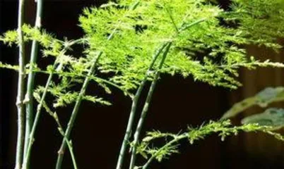 文竹叶子发黄怎么办,“文竹叶子发黄原因及全面养护攻略”3