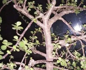 马齿苋树怎么修剪,从幼苗到老桩的养护之道1