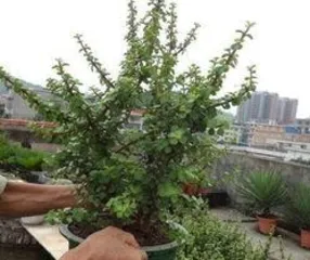 马齿苋树怎么修剪,从幼苗到老桩的养护之道2