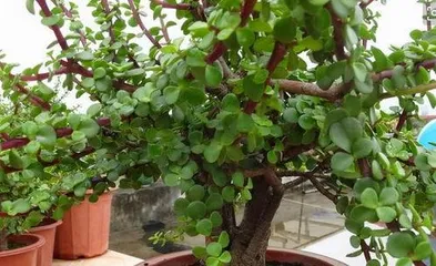 马齿苋树怎么修剪,从幼苗到老桩的养护之道3