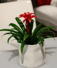 Fortune Smiling, Bonsai Decoration (Using Flower Pots for Great Luck) 1