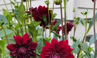 Toxicity and Indoor Care of Dahlias (Understand Dahlia Toxicity, Enjoy Beautiful Blooms) 1