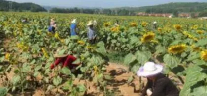 Fortune Smiling, Bonsai Decoration (Using Flower Pots for Great Luck) 2