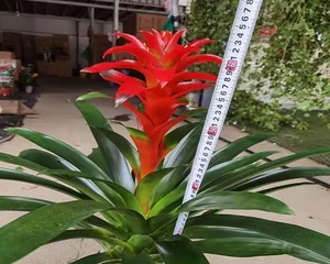Fortune Smiling, Bonsai Decoration (Using Flower Pots for Great Luck) 3
