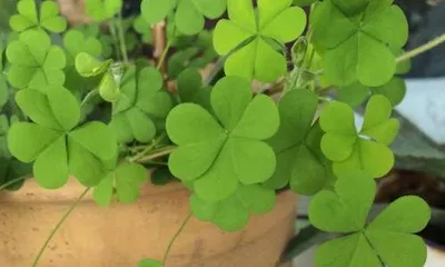 幸运草怎么养,幸运草的种植与养护技巧”1