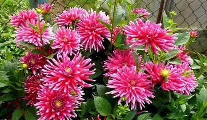 Toxicity and Indoor Care of Dahlias (Understand Dahlia Toxicity, Enjoy Beautiful Blooms) 2