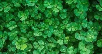 幸运草怎么养,幸运草的种植与养护技巧”2