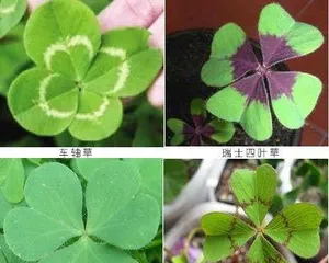 幸运草怎么养,幸运草的种植与养护技巧”3