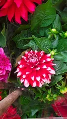 Toxicity and Indoor Care of Dahlias (Understand Dahlia Toxicity, Enjoy Beautiful Blooms) 3