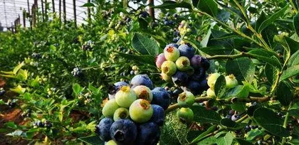How to plant and care for blueberries? The secrets from sowing to harvest 1