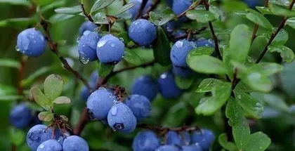 How to plant and care for blueberries? The secrets from sowing to harvest 2