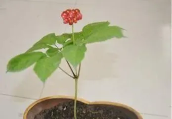 人参怎么养殖,人参的种植与养护技巧1