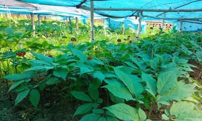 人参怎么养殖,人参的种植与养护技巧2